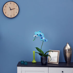 matt-emulsion-paint-blue-wall-morocco-vintro-kriidivarv